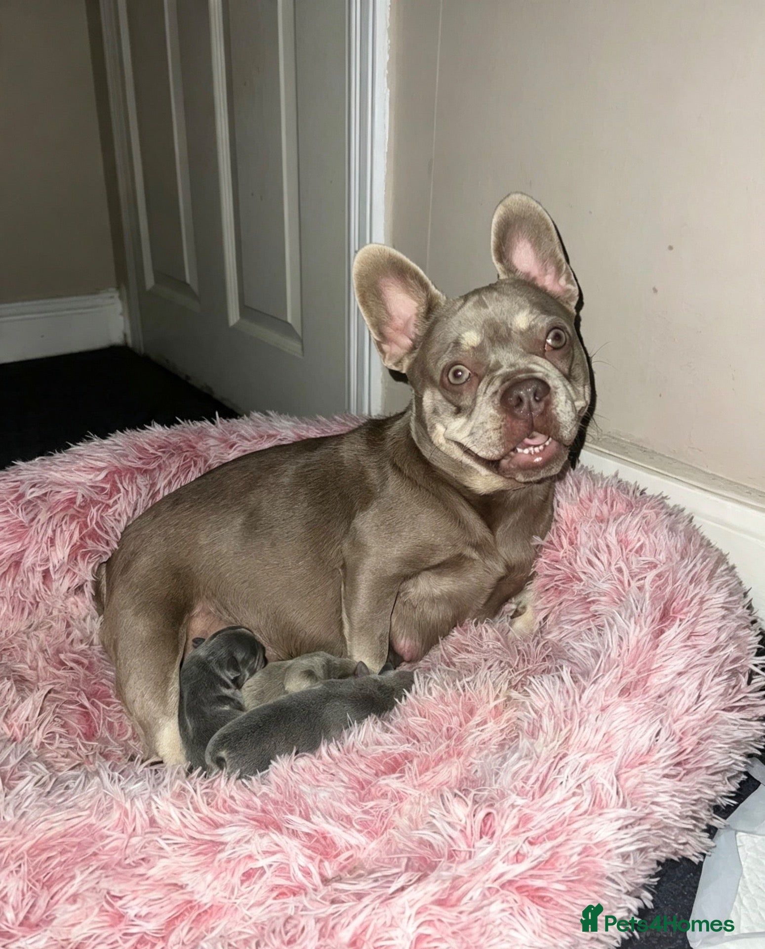 French Bulldog dogs 2 stunning girls available  - Advert 1