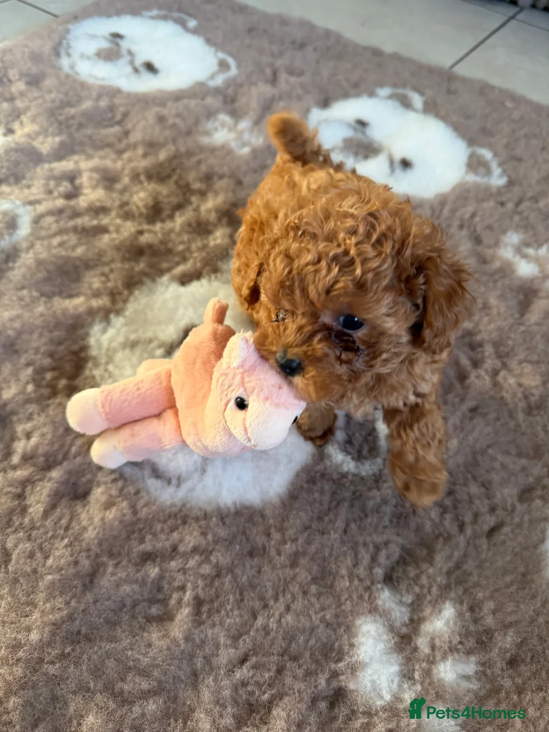 Toy Poodle dogs for sale: Outstanding KC reg Red Toy Poodles  - Advert 25