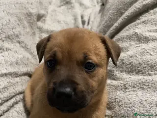 Mixed Breed dogs Rottweiler x husky puppies - Advert 6