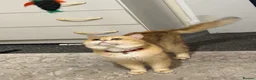 British Shorthair cats for stud: Purebred British male golden cat - Advert 7