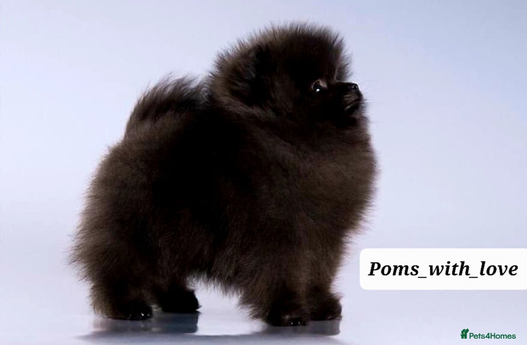 Pomeranian dogs for sale: Super tiny 40+🏆 in lines 700g 💙 only ready now! - Advert 1