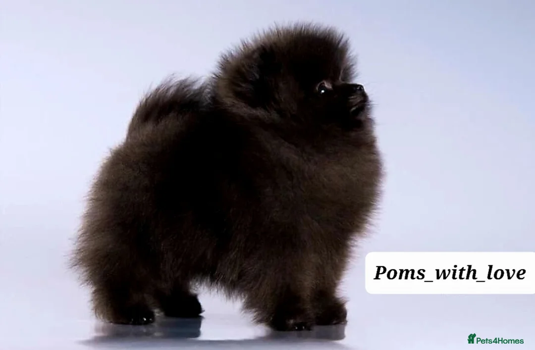 Pomeranian dogs for sale: 40+🏆 in lines 💙 only ready now! - Advert 1