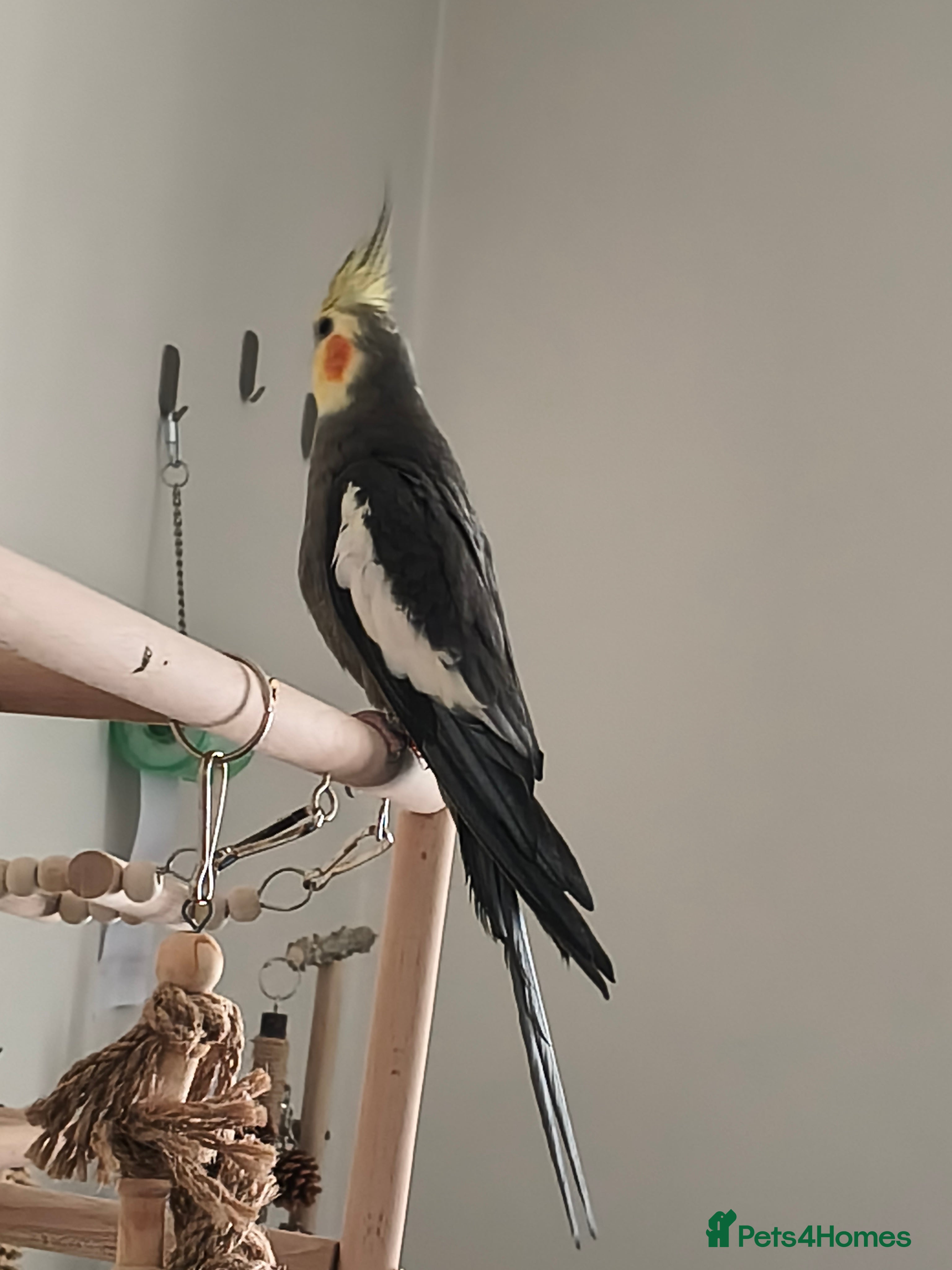 Cockatiels birds Cockatiel for sale - Advert 1
