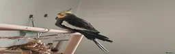 Cockatiels birds for sale: Cockatiel for sale in Liverpool - Advert 1