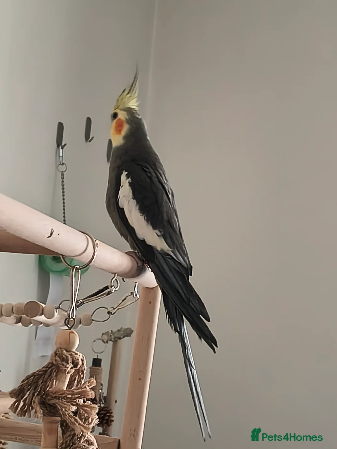 Cockatiels birds for sale: Cockatiel for sale in Liverpool - Advert 1