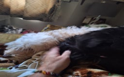 Mixed Breed dogs for sale: Cockerpoo - Image 1