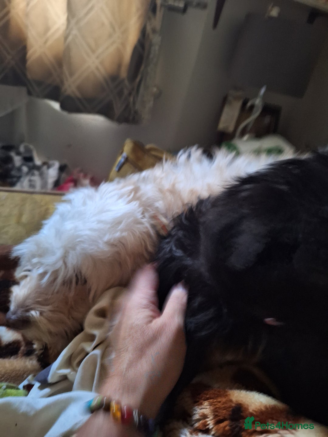 Mixed Breed dogs for sale: Cockerpoo - Image 1