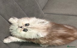 Persian cats for sale: Beautiful Grey Tortie Persian Kitten  - Image 5