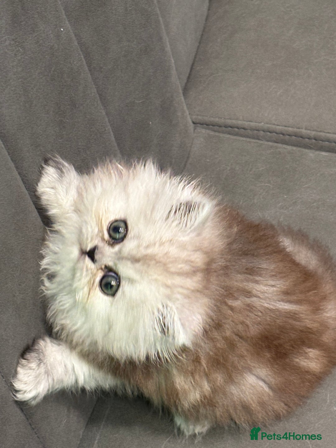 Persian cats for sale: Beautiful Grey Tortie Persian Kitten  - Image 5