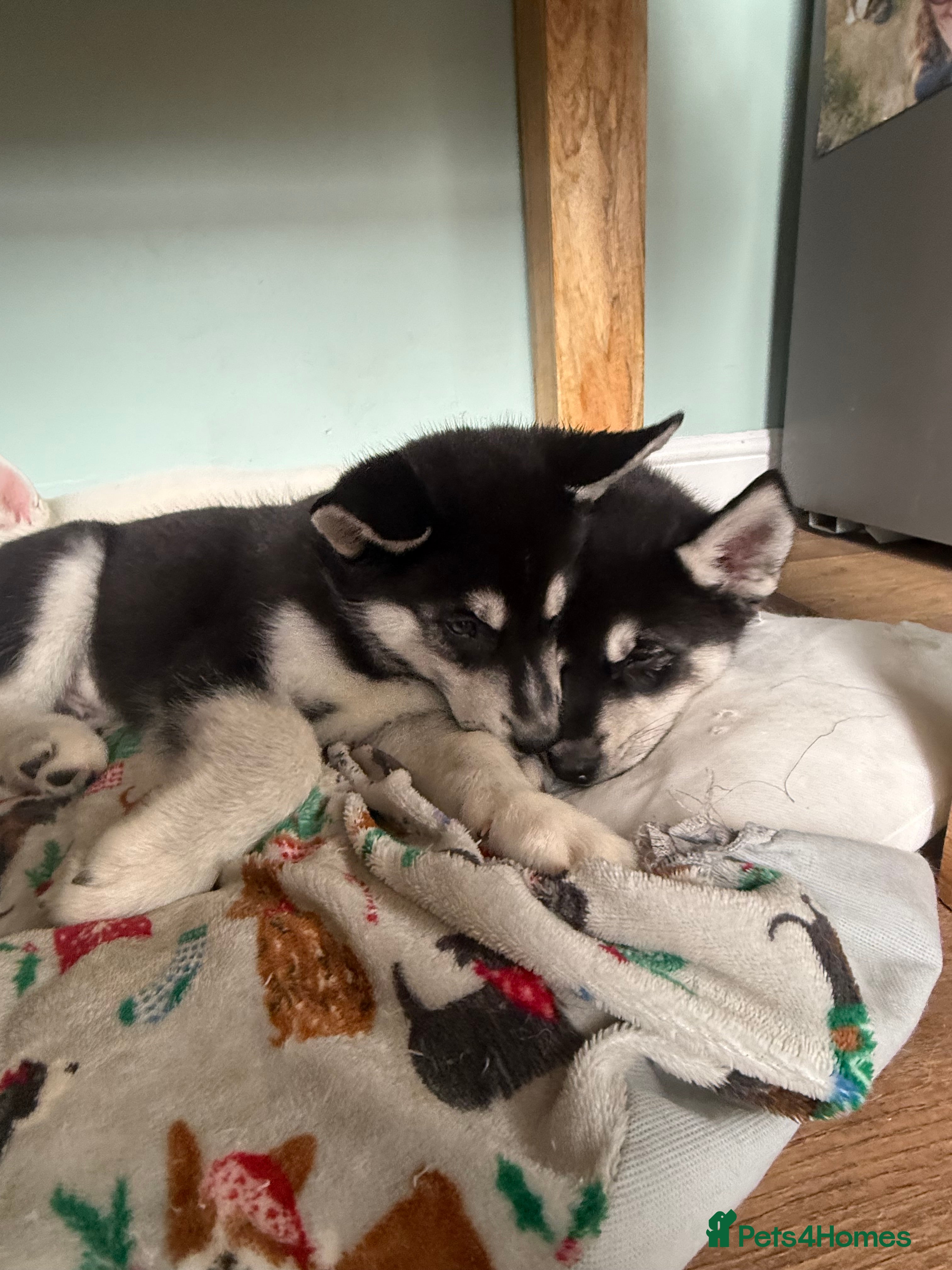 Siberian Husky dogs Siberian huskies ♥️ - Advert 11