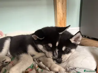 Siberian Husky dogs Siberian huskies ♥️ - Advert 11