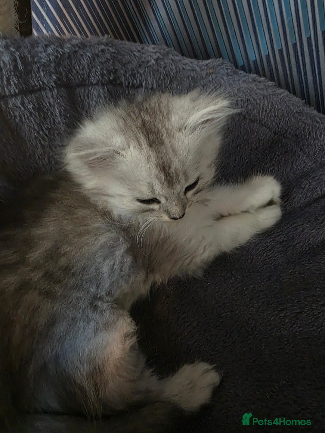 Persian cats for sale: Beautiful persian chinchilla kittens 😸 ♥️  - Image 6