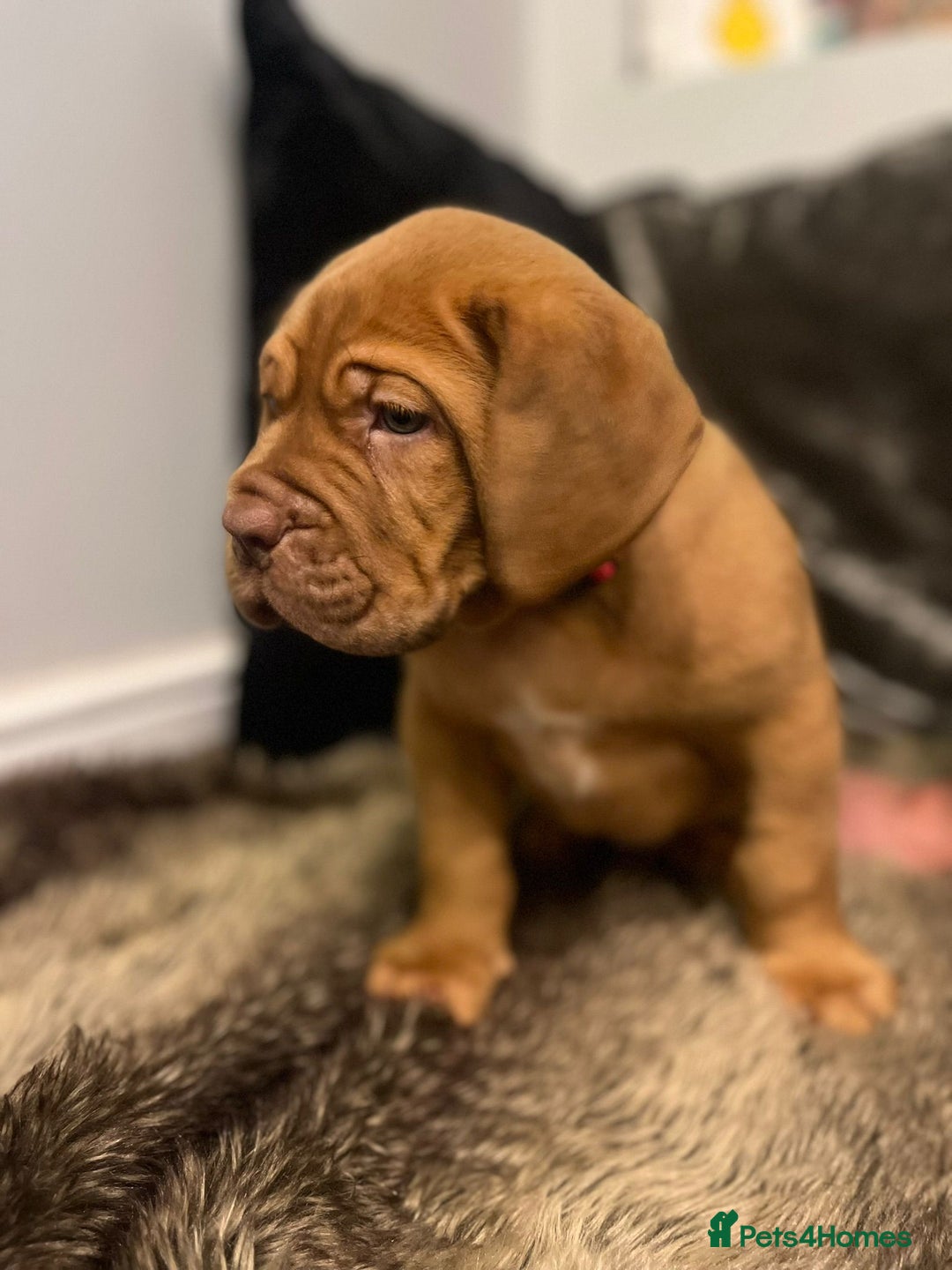 Dogue De Bordeaux dogs for sale: Excellent home bred pups - Advert 3