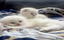 Scottish Fold cats for sale: Lovley Scottish fold and straight kittens. - Image 6