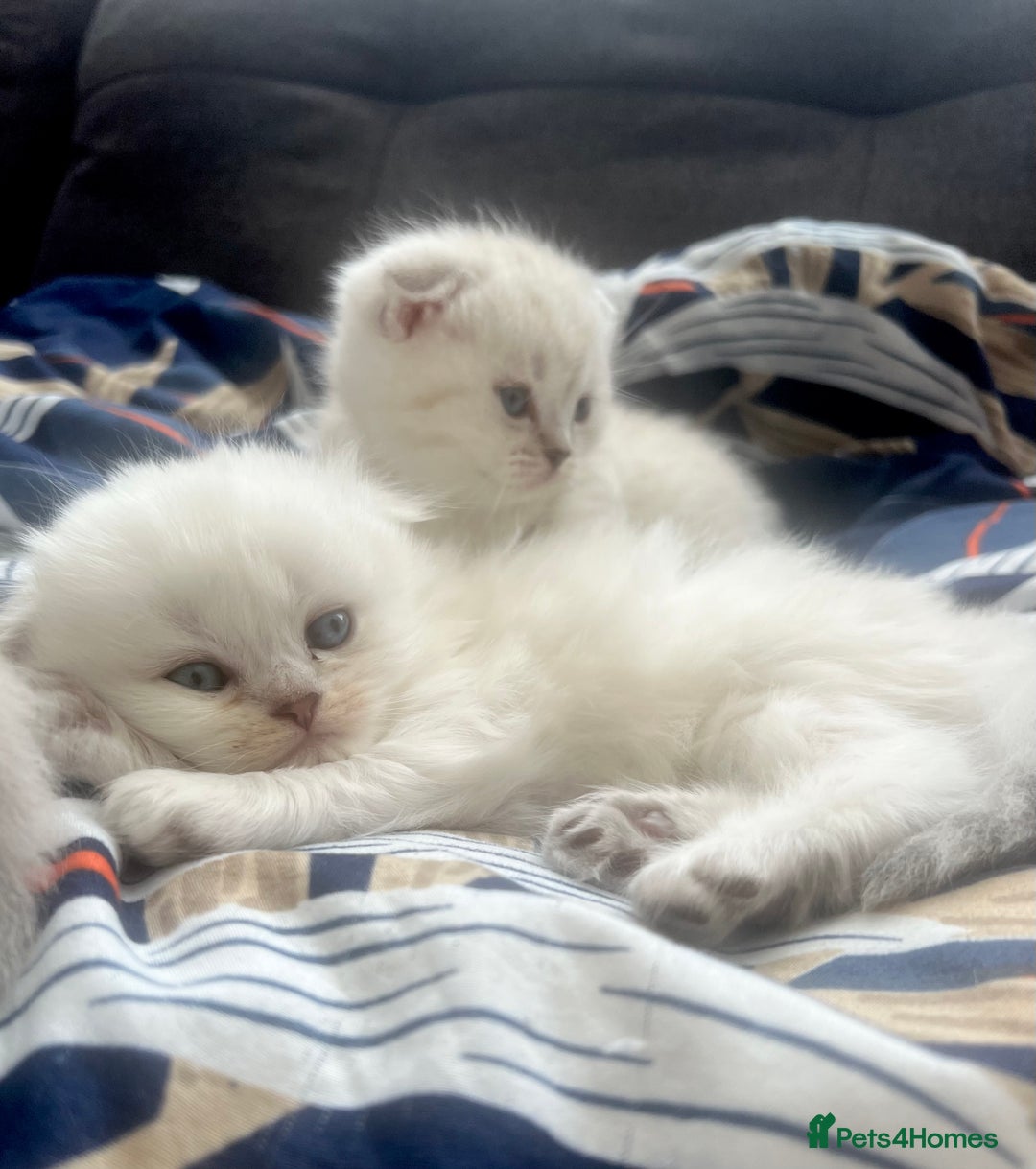 Scottish Fold cats for sale: Lovley Scottish fold and straight kittens. - Image 6