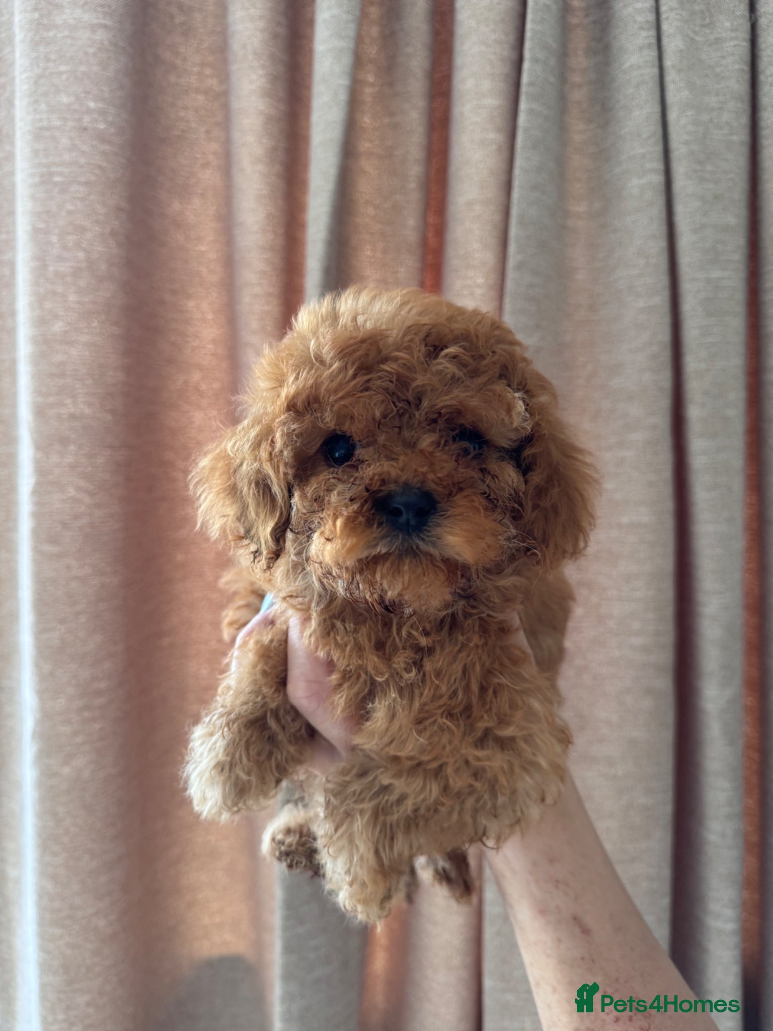 Cavapoo dogs REDUCED LAST 2 GIRLS - Advert 2