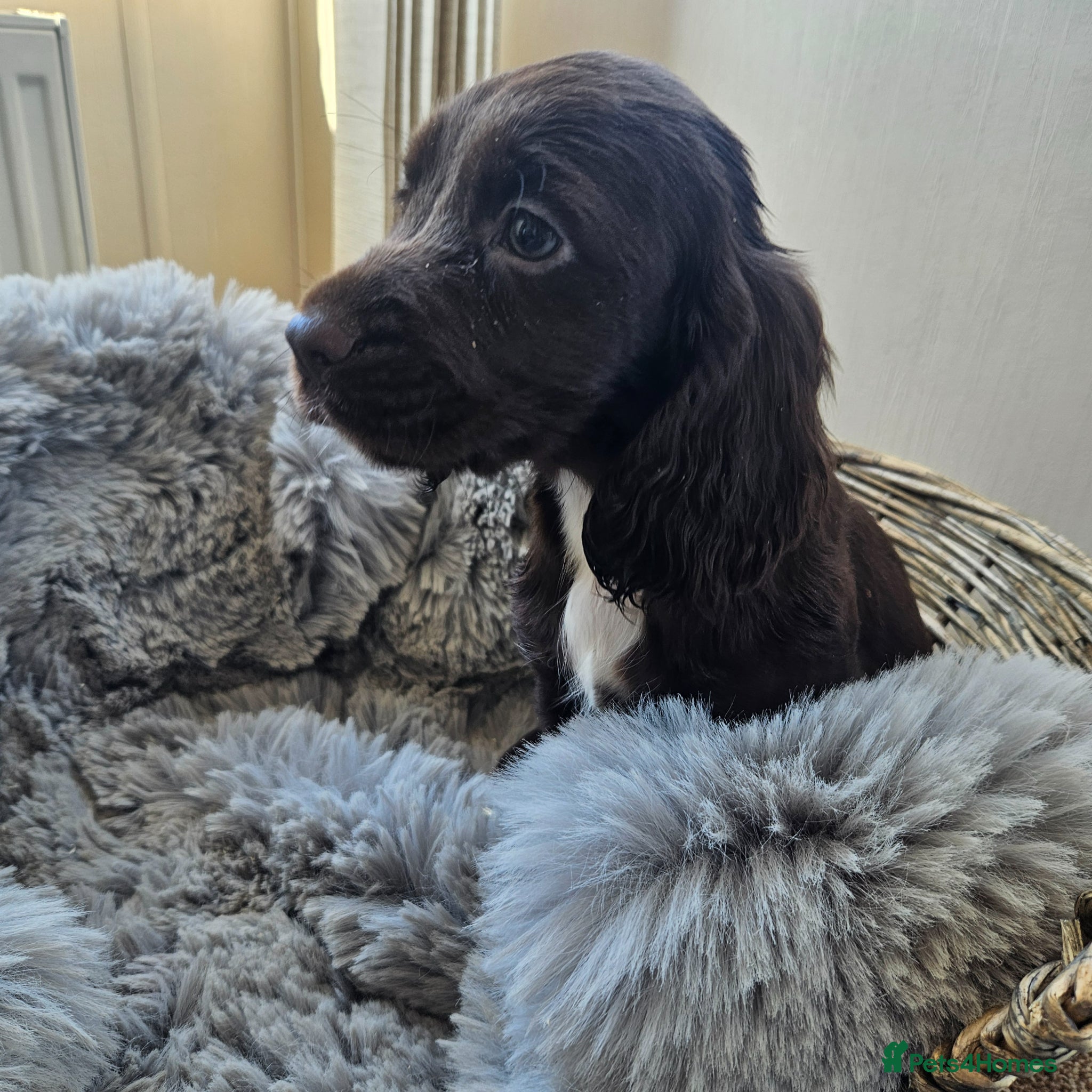 Cocker Spaniel dogs Lovely and Rare marking Working Cocker Spaniels - Advert 1