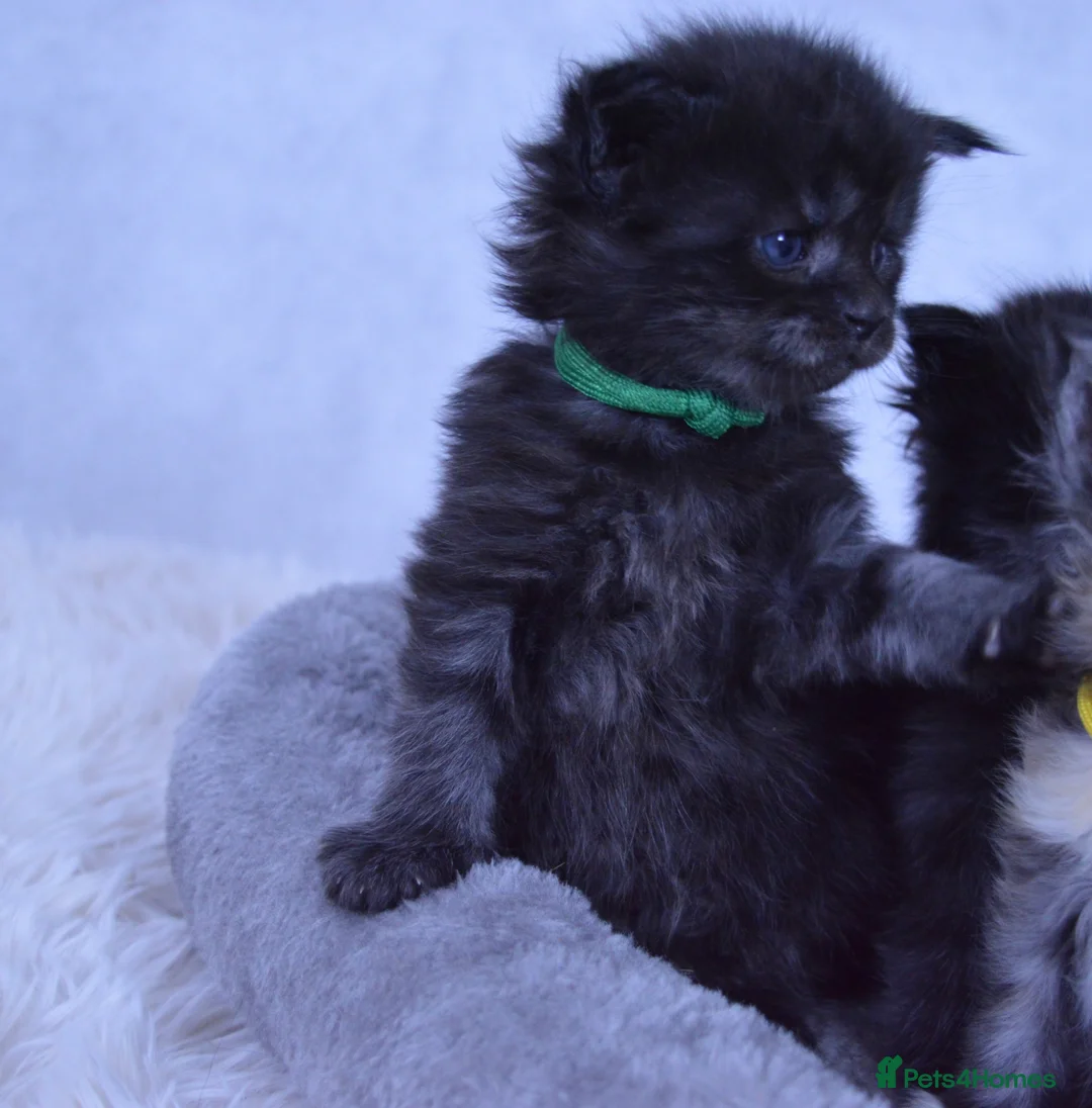 Maine Coon cats for sale: Maine coon kittens 5 ⭐ homes only  - Advert 13