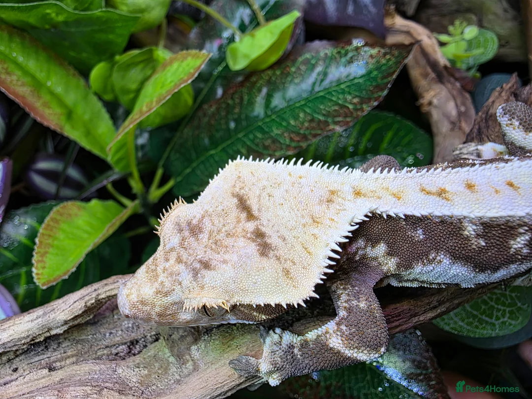 Gecko reptiles for sale: Rare Red-Based Lilly White Crested Gecko (Male) in Torpoint - Advert 2