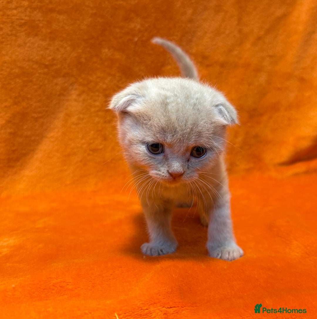 Scottish Fold cats for sale: 🩵Gorgeous Scottish Fold and Straight kittens 🩷 - Advert 9