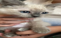 Birman cats for sale: Birman Kitten 2 - Birman kittens  - Image 14