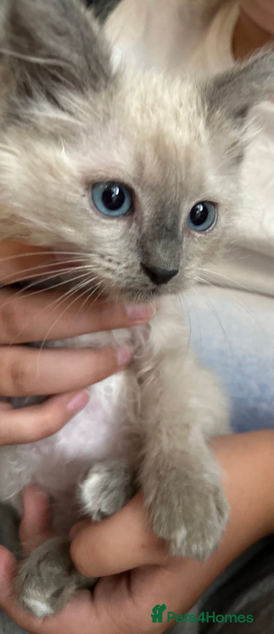 Birman cats for sale: Birman Kitten 2 - Birman kittens  - Image 14