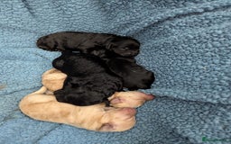 Toy Poodle dogs for stud: KC CHOCOLATE PHANTOM TOY POODLE in Willenhall - Image 31
