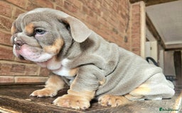 English Bulldog dogs for sale: Outstanding KC English Bulldogs, Top Quality Pups - Image 9