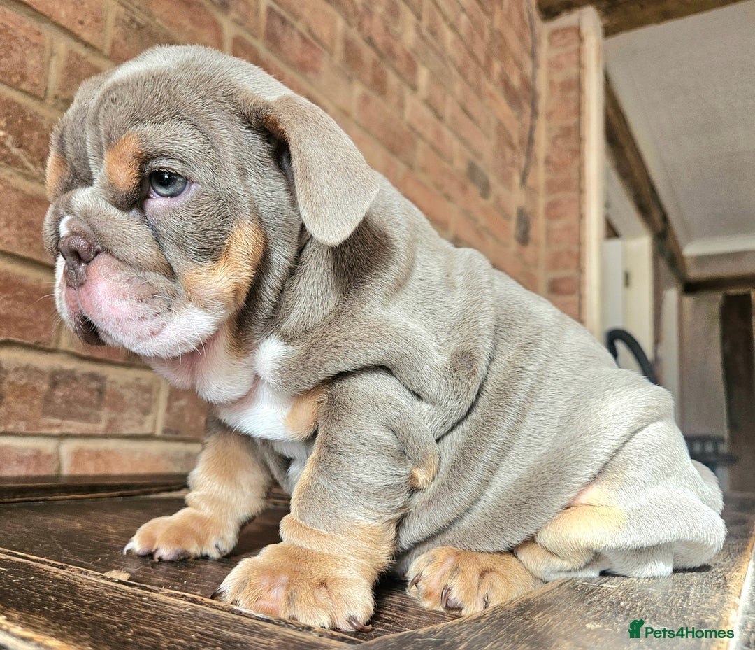 English Bulldog dogs for sale: Outstanding KC English Bulldogs, Top Quality Pups - Image 9