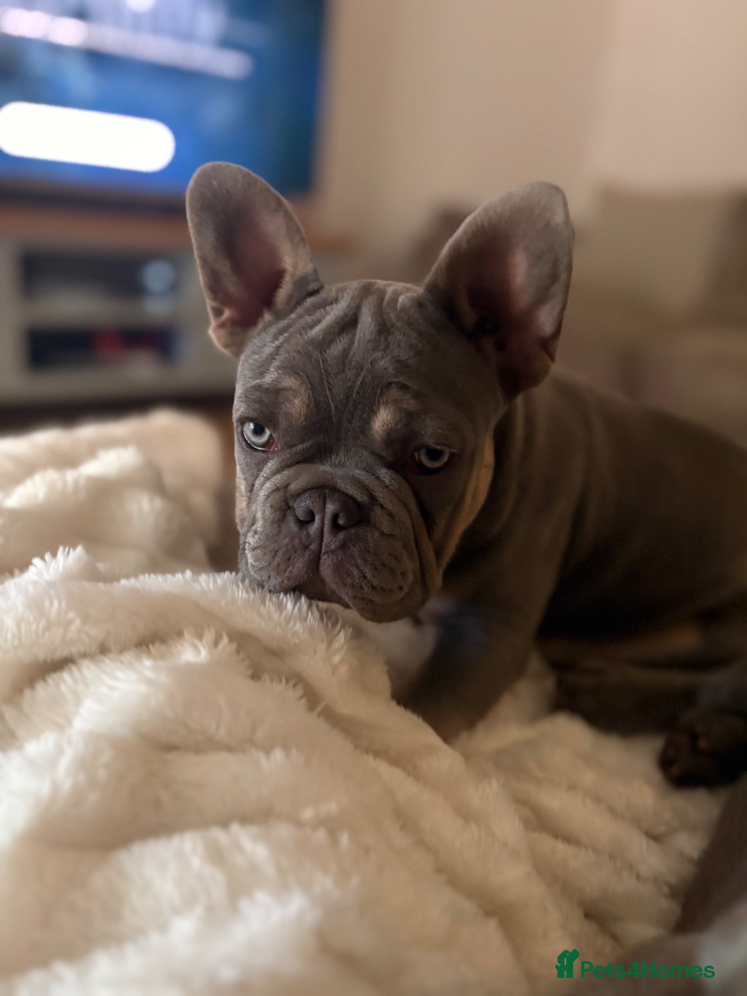 French Bulldog dogs Beautiful French Bulldog Puppies  - Advert 7