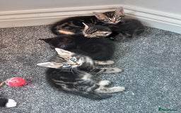 British Shorthair cats for sale: Stunning, Cheeky, Mischievous Kittens for Sale. - Image 4