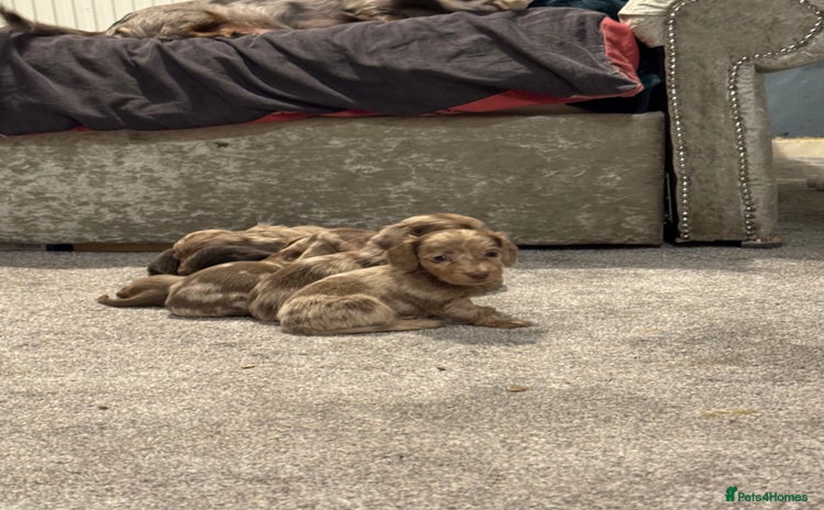Miniature Dachshund dogs - Advert 1