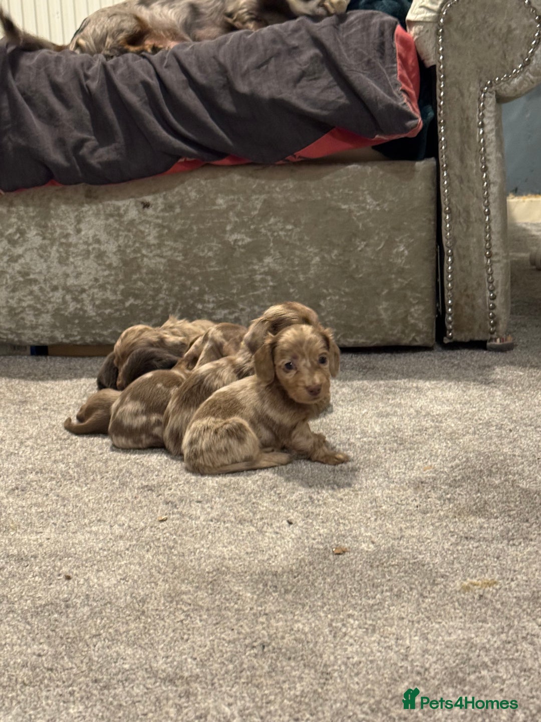Miniature Dachshund dogs for sale: Miniature dachshund - Image 1