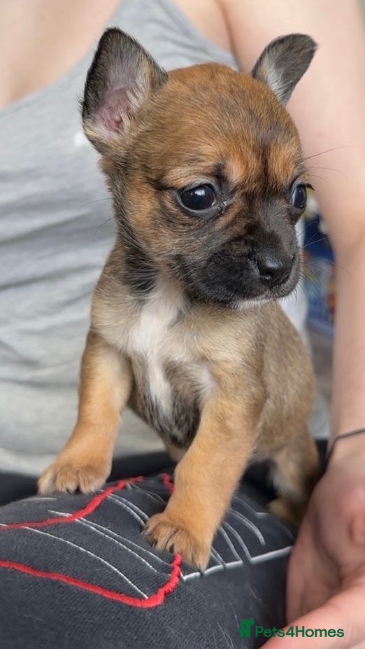 Mixed Breed dogs Gorgeous Frenchie x chihuahua girl - Advert 14