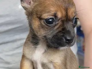 Mixed Breed dogs Gorgeous Frenchie x chihuahua girl - Advert 14