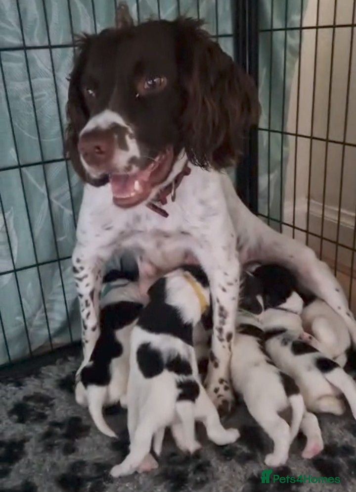 Sprocker dogs Chunky Sprocker Spaniel Puppies! - Advert 1