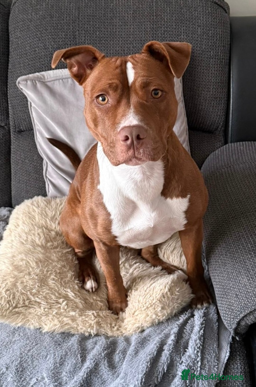 Staffordshire Bull Terrier dogs for stud: Quality STUD carries blue, red and tri gene  - Advert 19