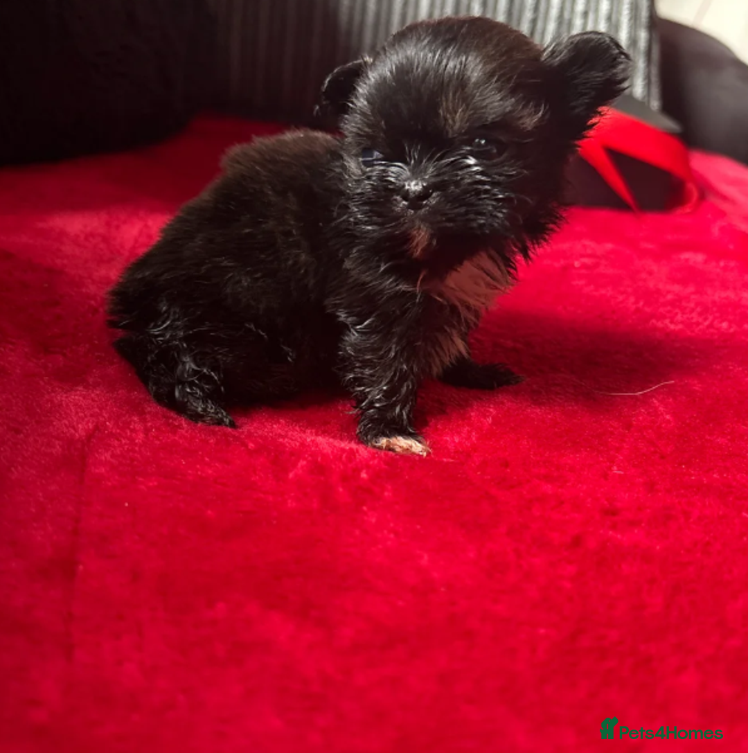 Shih Tzu dogs for sale: Shih Tzu - Advert 10