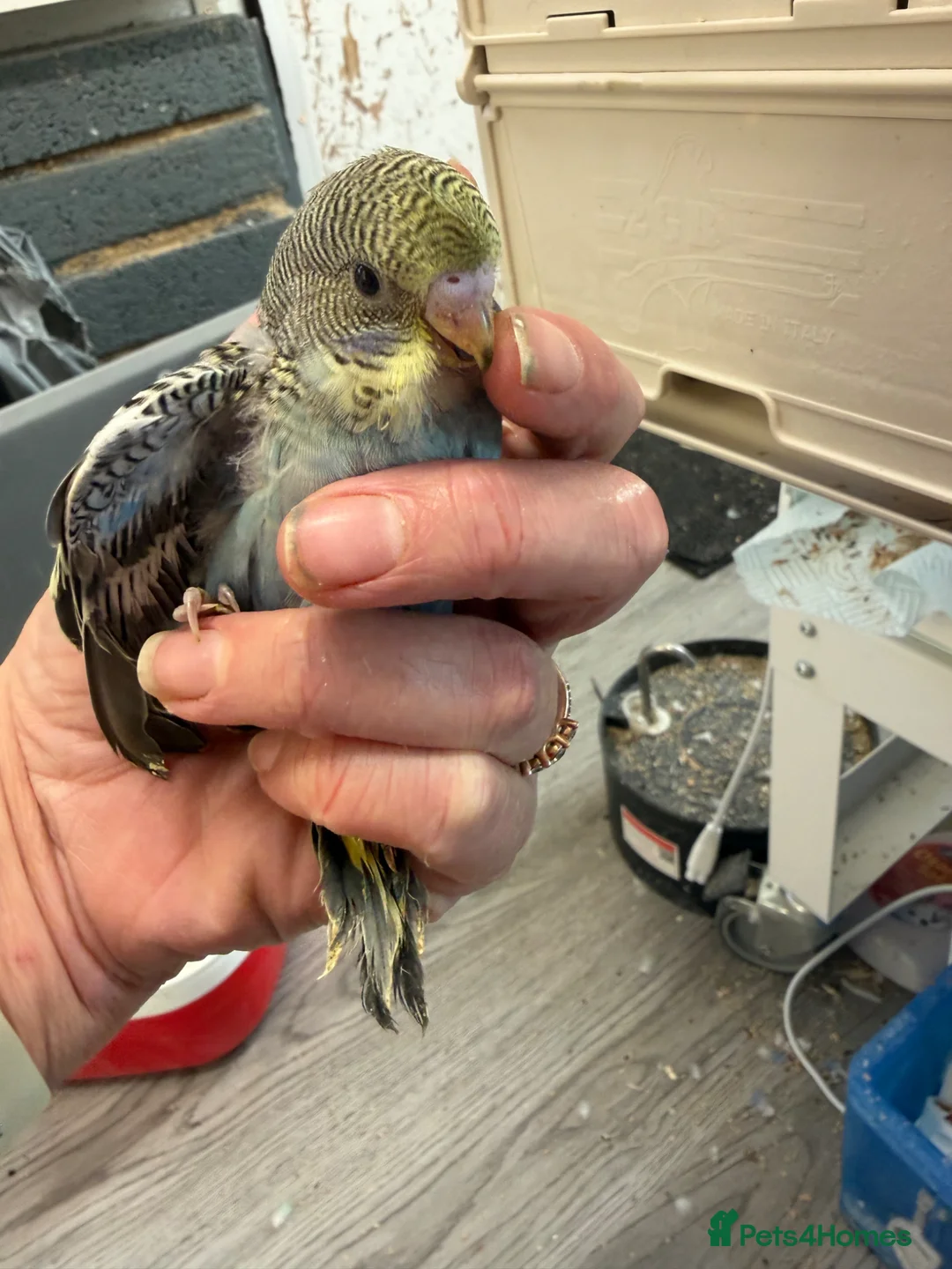 Budgerigars birds for sale: Hand Tame Budgie Chicks Ready May   - Advert 5