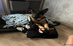 German Shepherd dogs for sale: New home for Koa - Image 3