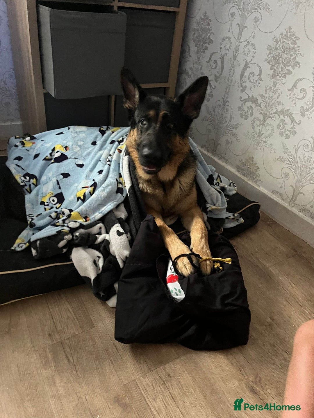 German Shepherd dogs for sale: New home for Koa - Image 3