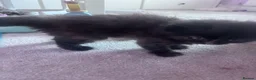 Persian cats for sale: The most adorable cross Persian kittens.  - Advert 14