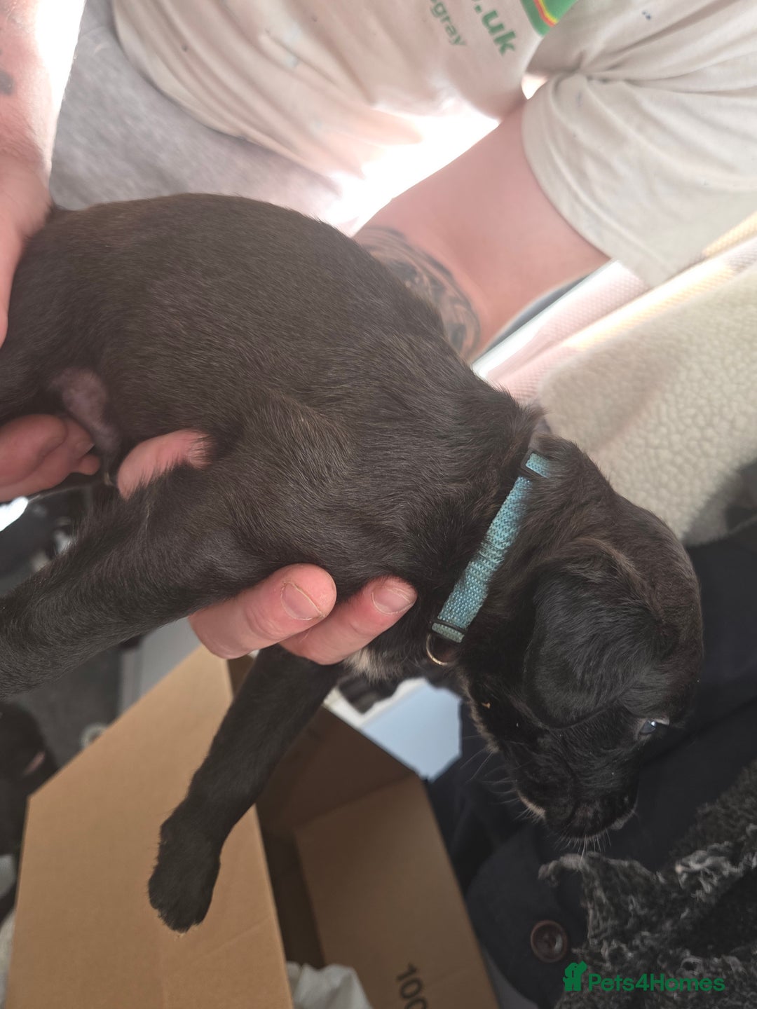 Mixed Breed dogs for sale: Labrador/irish wolf hound  - Image 24