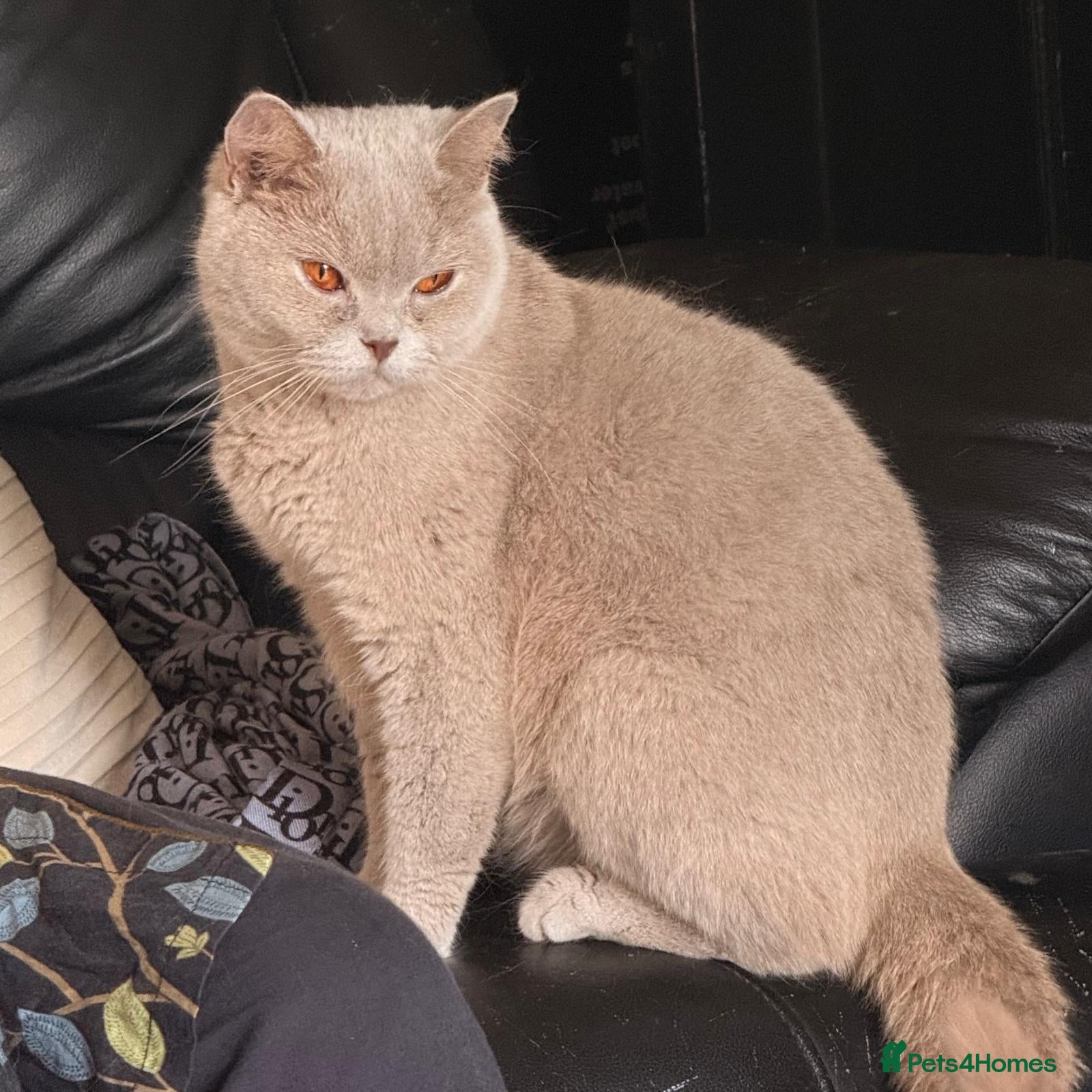 British Shorthair cats Stunning Lilac British Shorthair Female 2.5yrs  - Advert 1