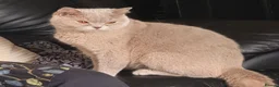 British Shorthair cats for sale: Stunning Lilac British Shorthair Female 2.5yrs  - Advert 1