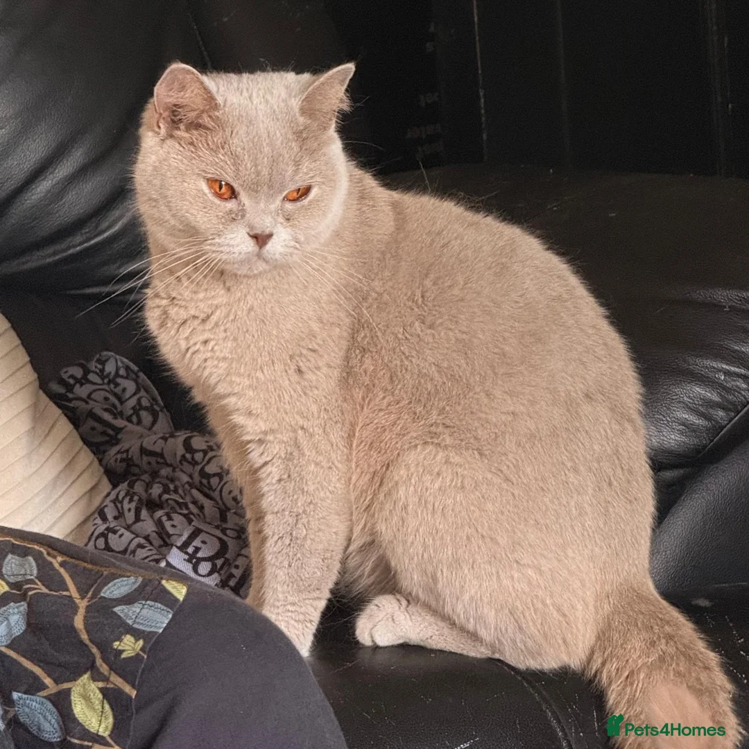 British Shorthair cats for sale: Stunning Lilac British Shorthair Female 2.5yrs  - Advert 1