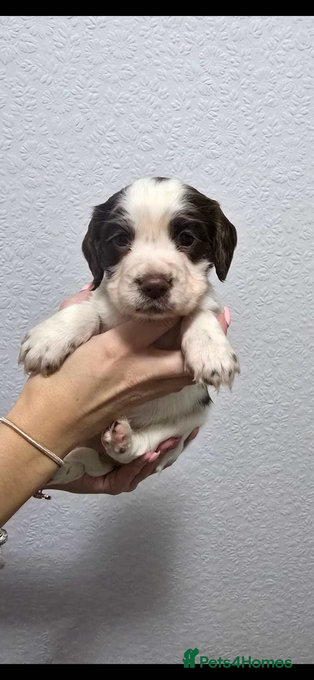 Cocker Spaniel dogs for sale: Stunning working cocker spaniel pups  - Advert 3