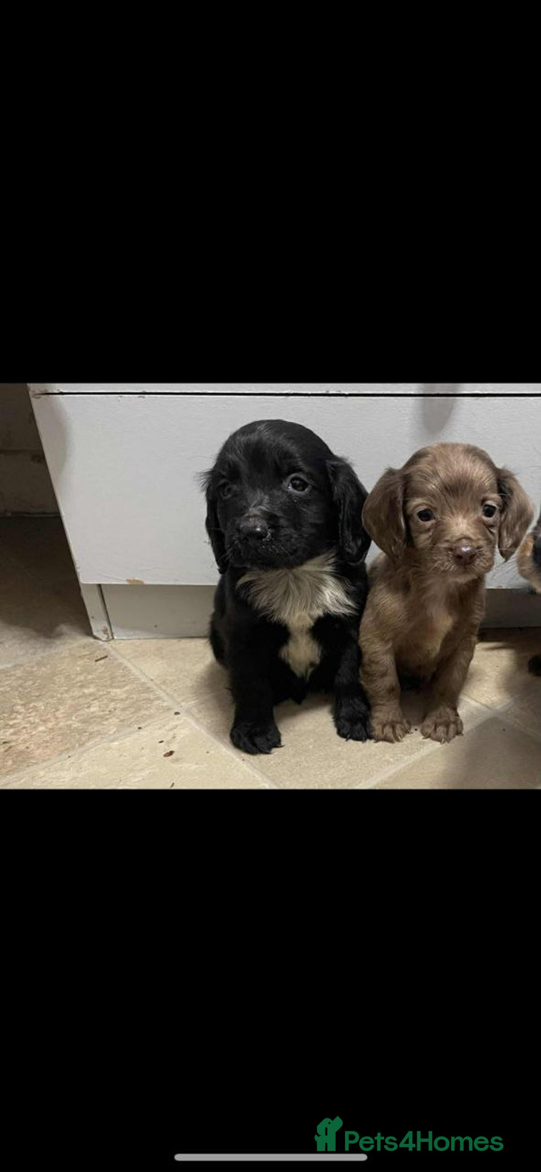 Cocker Spaniel dogs for sale: Adorable Cocker Spaniel Puppies - Advert 12