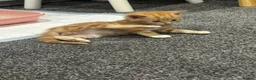 Mixed Breed cats for sale: Kittens  in Chelmsford - Advert 15