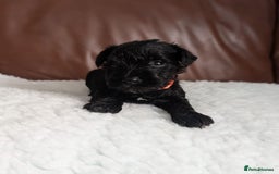 Miniature Schnauzer dogs for sale: KC reg health tested miniature schnauzer puppies  - Image 4